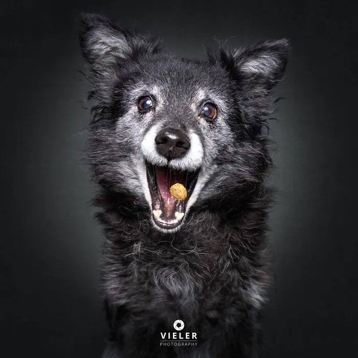30 New Touching Pictures Of Senior Dogs By Christian Vieler That Might Melt Your Heart