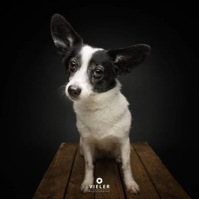 30 New Touching Pictures Of Senior Dogs By Christian Vieler That Might Melt Your Heart
