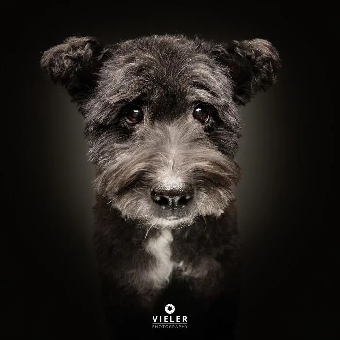 30 New Touching Pictures Of Senior Dogs By Christian Vieler That Might Melt Your Heart