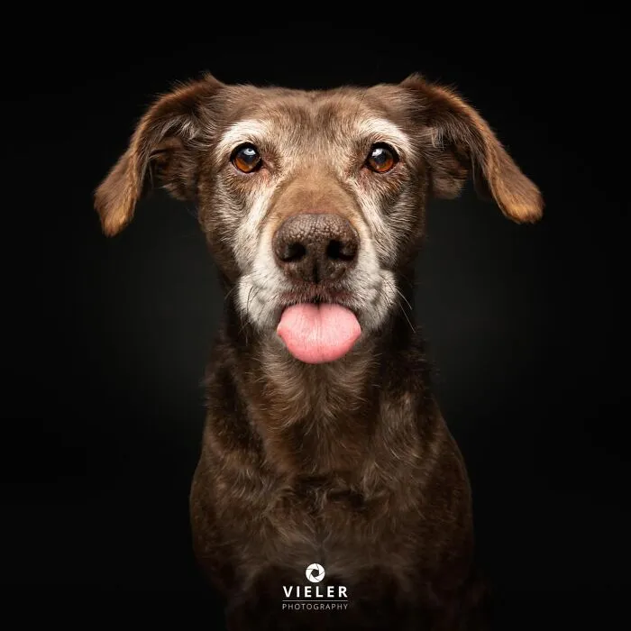 30 New Touching Pictures Of Senior Dogs By Christian Vieler That Might Melt Your Heart