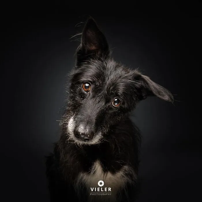 30 New Touching Pictures Of Senior Dogs By Christian Vieler That Might Melt Your Heart