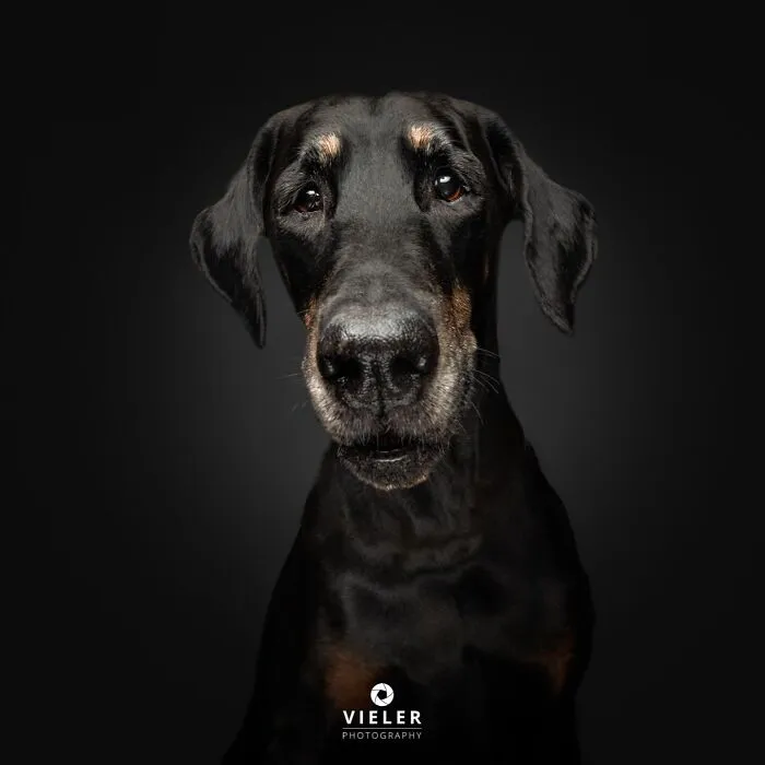A regal black Doberman Pinscher senior dog with tan markings, looking calmly at the camera.