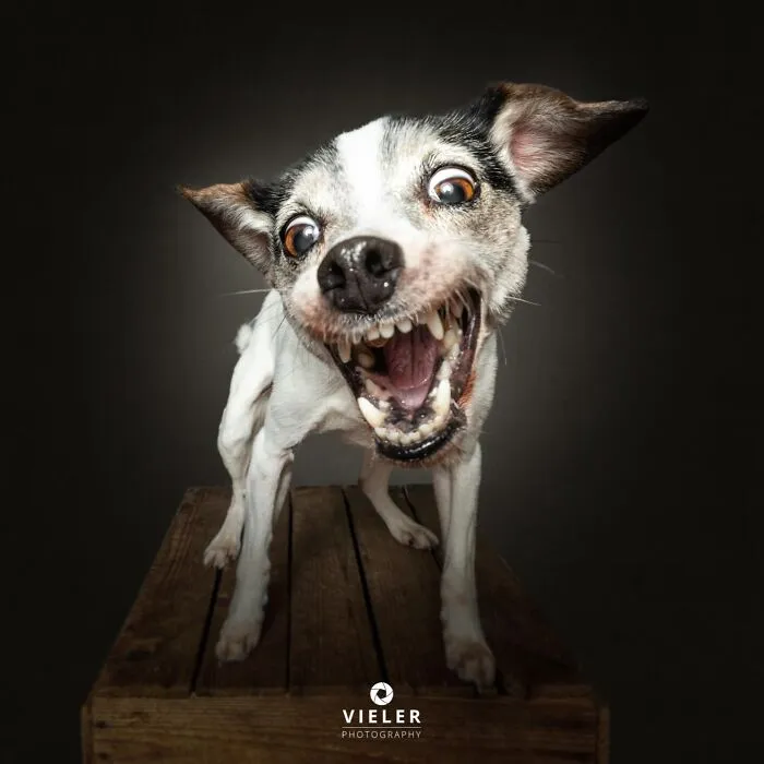 A small, white and black senior dog with wide eyes and an open mouth, appearing to bark or growl playfully.