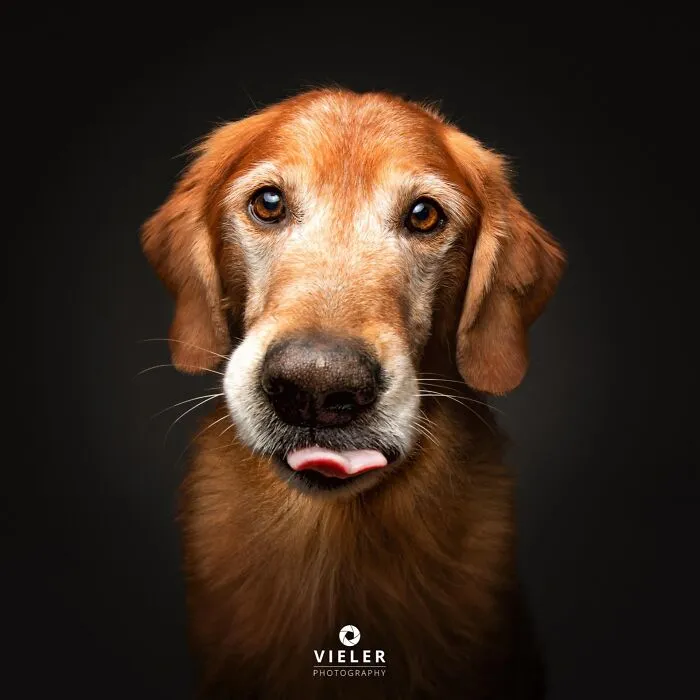 30 New Touching Pictures Of Senior Dogs By Christian Vieler That Might Melt Your Heart