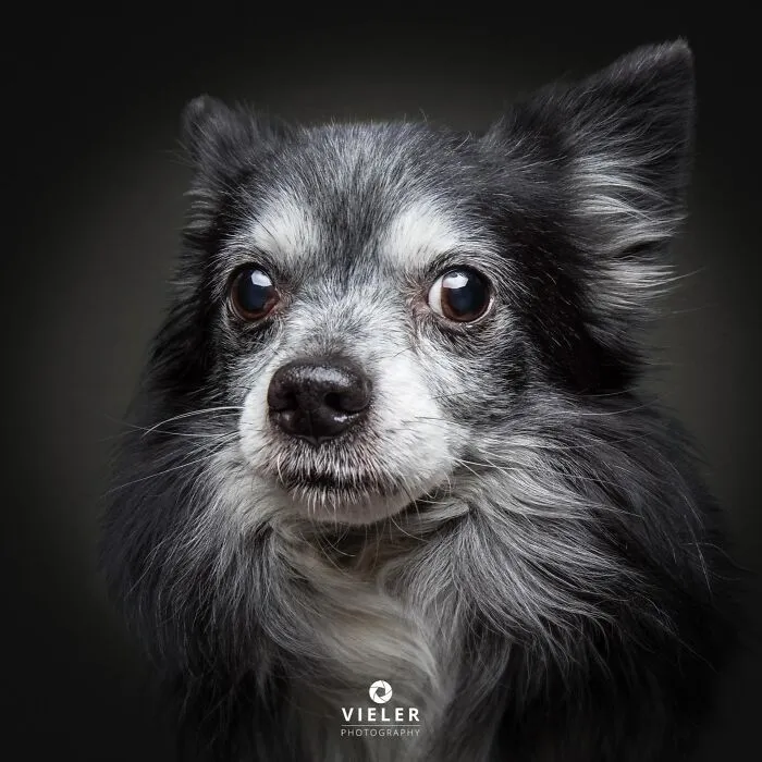 A charming close-up of a senior long-haired chihuahua, celebrating love and loyalty in a portrait by Christian Vieler.