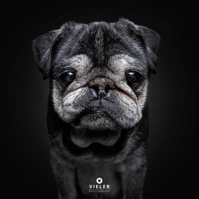 30 New Touching Pictures Of Senior Dogs By Christian Vieler That Might Melt Your Heart