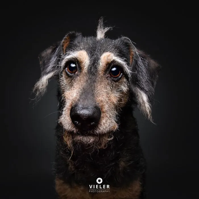 30 New Touching Pictures Of Senior Dogs By Christian Vieler That Might Melt Your Heart