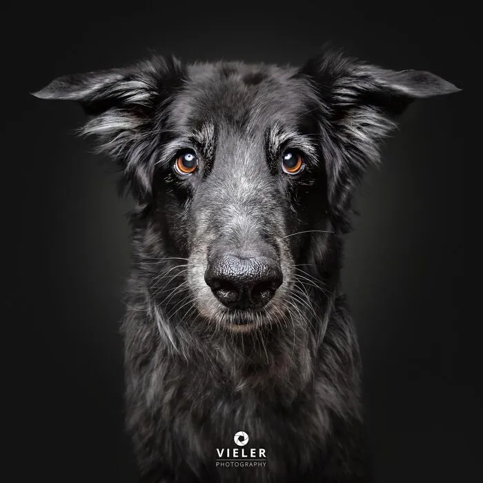A soulful close-up of a senior black dog with a wise expression, celebrating love and loyalty by Christian Vieler.
