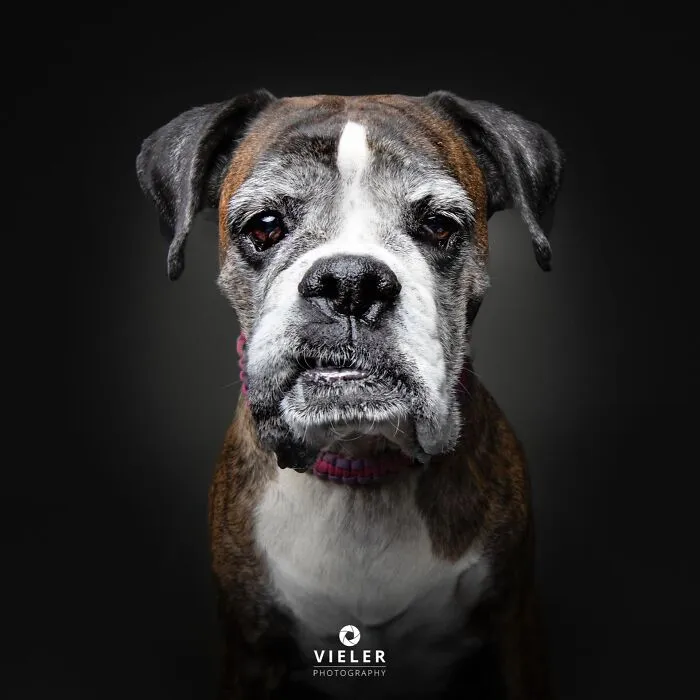 A close-up portrait of a senior boxer dog with a white muzzle, celebrating love and loyalty by Christian Vieler.