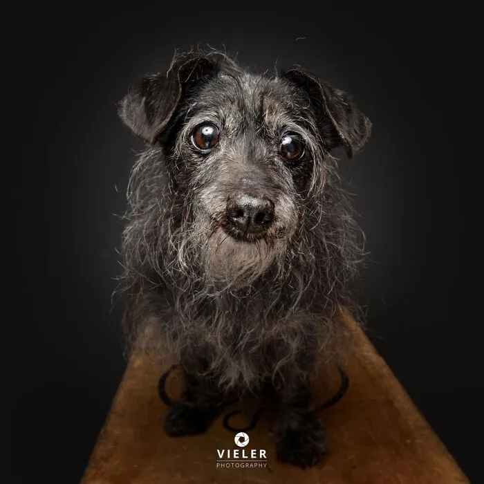 30 New Touching Pictures Of Senior Dogs By Christian Vieler That Might Melt Your Heart