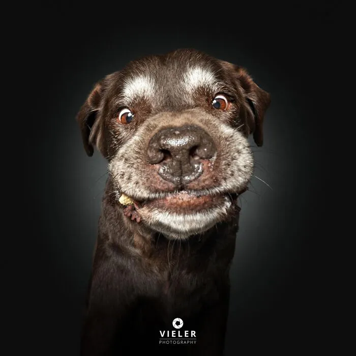 A senior dog making a funny face, chocolate brown with a grey muzzle, captured by Christian Vieler, displaying love and loyalty.