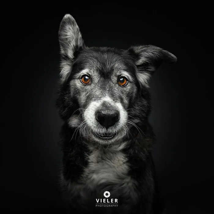 30 New Touching Pictures Of Senior Dogs By Christian Vieler That Might Melt Your Heart