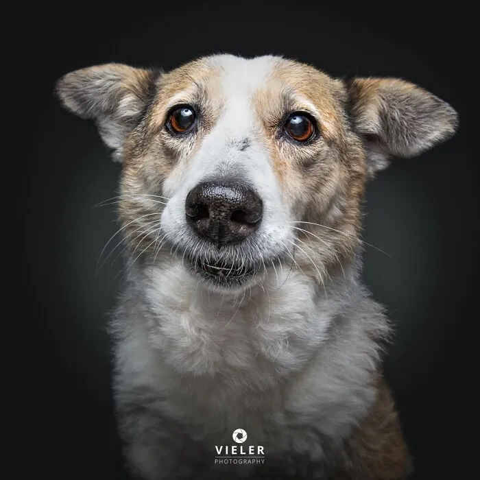 A senior dog with a concerned expression, brown and white fur, photographed by Christian Vieler, illustrating love and loyalty.