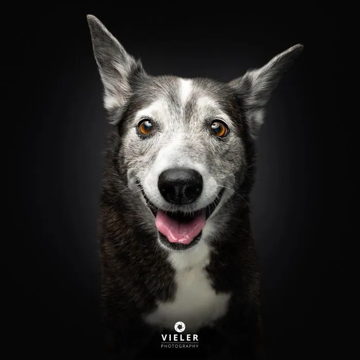 30 New Touching Pictures Of Senior Dogs By Christian Vieler That Might Melt Your Heart