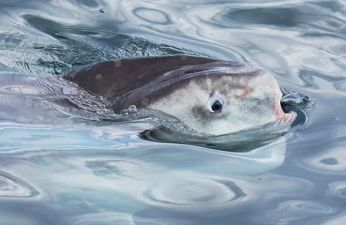 Honorable Mention: Sunfish Snack By Jodi Frediani