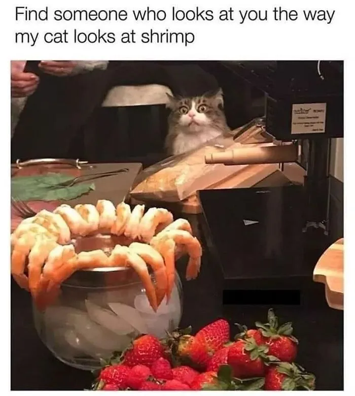 36 Funny Cat Posts From This Page That Perfectly Sum Up Living With Them