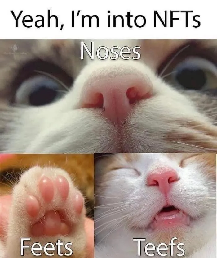 36 Funny Cat Posts From This Page That Perfectly Sum Up Living With Them