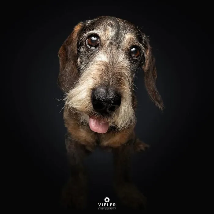 30 New Touching Pictures Of Senior Dogs By Christian Vieler That Might Melt Your Heart