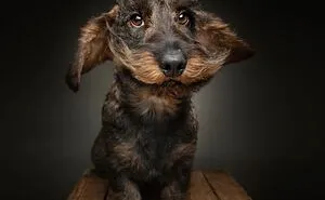 30 New Touching Pictures Of Senior Dogs By Christian Vieler That Might Melt Your Heart