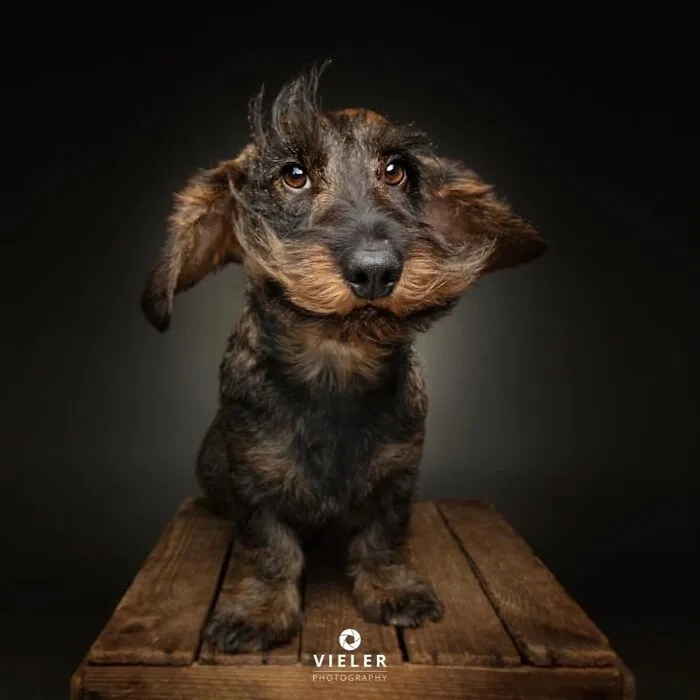30 Heartwarming Portraits Of Senior Dogs That Celebrate Their Beauty And Wisdom (New Pics)