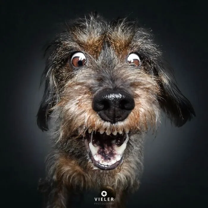 30 New Touching Pictures Of Senior Dogs By Christian Vieler That Might Melt Your Heart