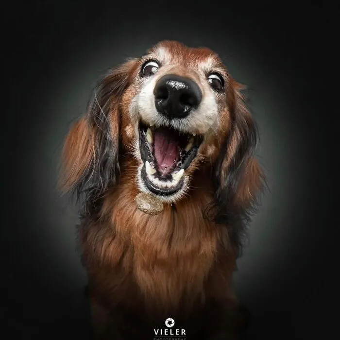 30 New Touching Pictures Of Senior Dogs By Christian Vieler That Might Melt Your Heart