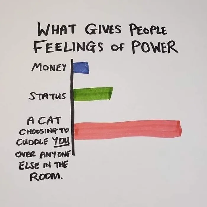 36 Funny Cat Posts From This Page That Perfectly Sum Up Living With Them