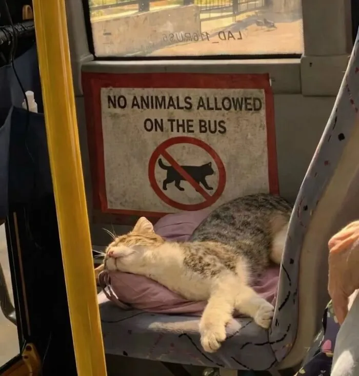 This Page Shared 45 New Funny Pics With Cats Who Have Absolutely No Respect For Rules Or Logic