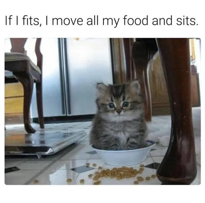 36 Funny Cat Posts From This Page That Perfectly Sum Up Living With Them