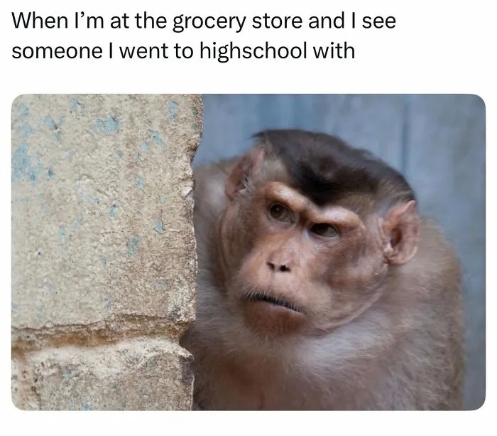 These Memes From “Animals Doing Things” Are Cute, Chaotic, And Very Relatable (40 New Pics)