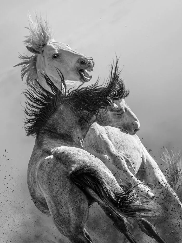 "Primal Dialogue" By Aga Karmol