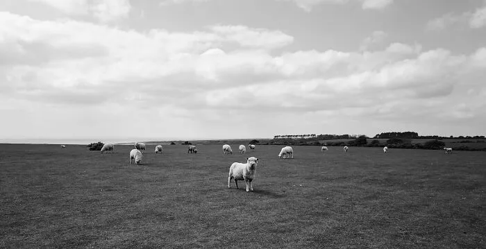 "A Shepherd's View In East Sussex" By Annalyse Isabel Galan