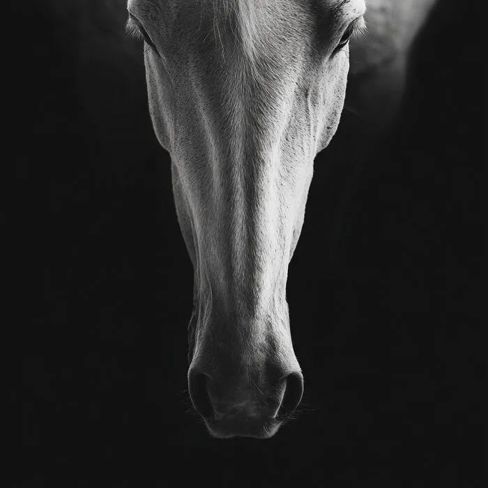 "The Horse" By Mathieu V. Vanderstichele