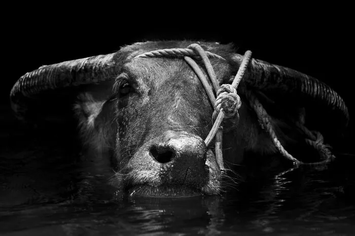 "Beast Of Burden" By Cynthia Ariosta