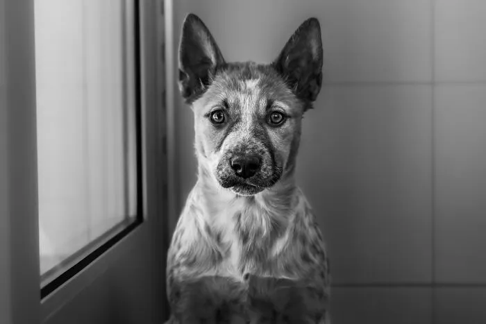 "Growing Up In The Shelter" By Rebecca Hall