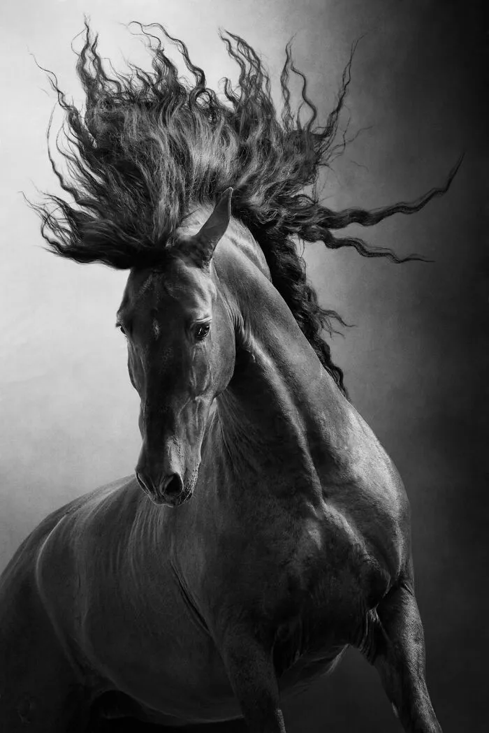 "Unbridled" By Aga Karmol