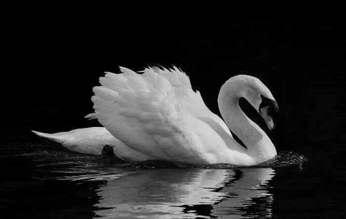 "Cisne Blanco" By Noe Castro