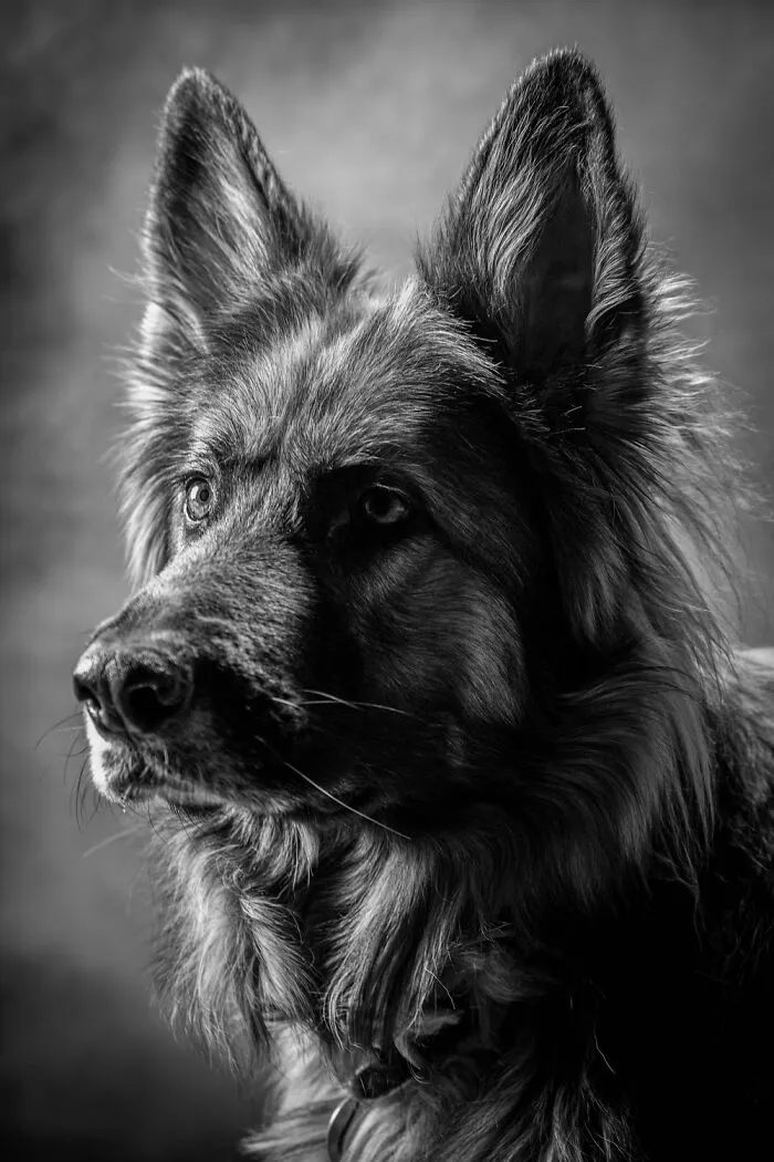 "Willow" By Mark Tourscher