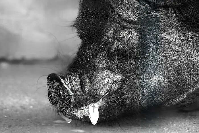 "Pig" By Masaru Takagi