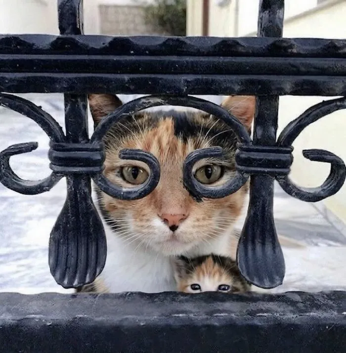 This Page Shared 45 New Funny Pics With Cats Who Have Absolutely No Respect For Rules Or Logic