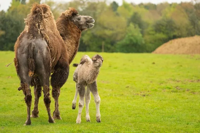 This Page Shared 65 Irresistible Pics Of Baby Animals And Their Moms