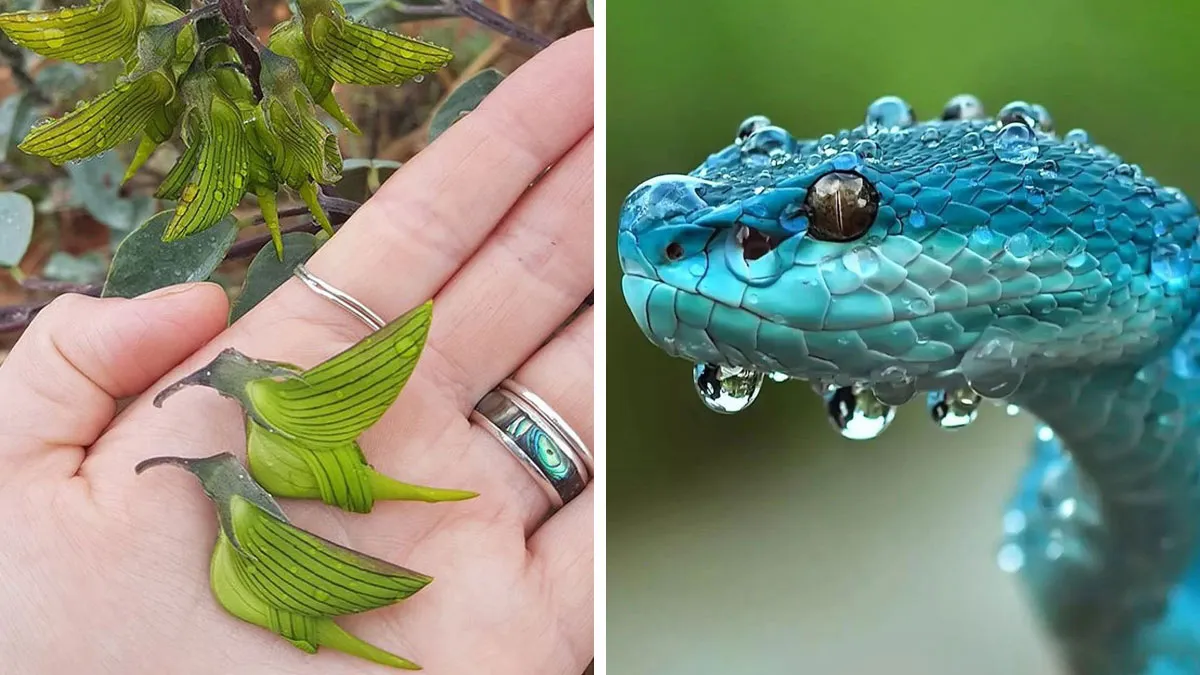 115 Incredible Things In Nature And Science That Feel Almost Unreal