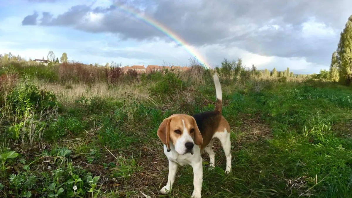 56 Hilarious Photos Of Dogs Doing What Dogs Do Best