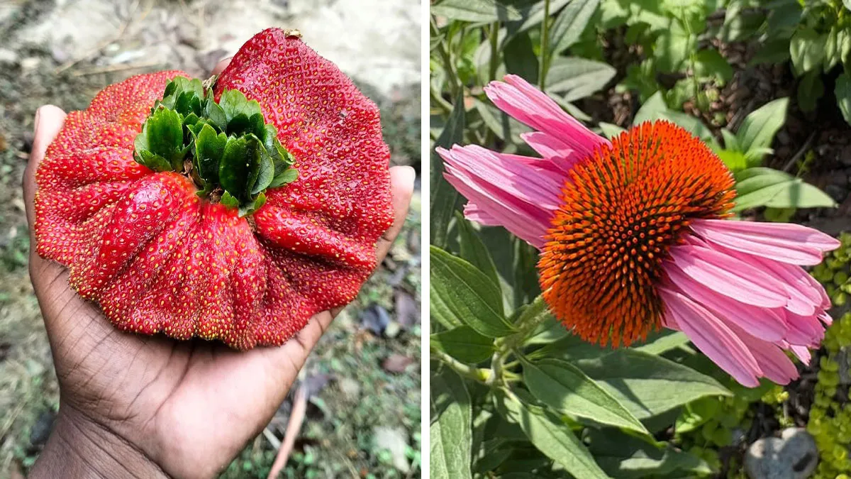 “Freakier Than Labubu”: 100 Times Mother Nature Glitched Out And It Led To Oddly Interesting Plants