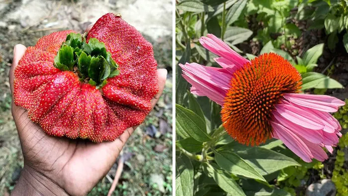 “Freakier Than Labubu”: 100 Times Mother Nature Glitched Out And It Led To Oddly Interesting Plants