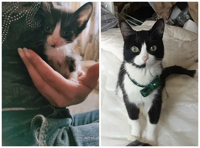This Community Shares Cats As Kittens And Adults, And The Transformations Are Delightful (25 New Pics)