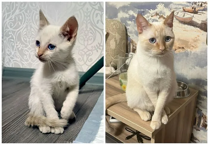 This Community Shares Cats As Kittens And Adults, And The Transformations Are Delightful (25 New Pics)