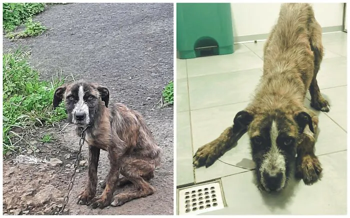 25 Remarkable Dog Rescue Transformations Shared By NIRA That Show The Power Of A Second Chance