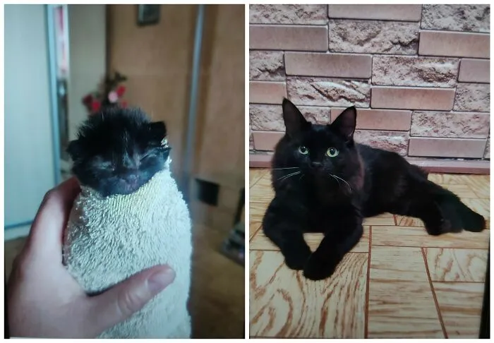 This Community Shares Cats As Kittens And Adults, And The Transformations Are Delightful (25 New Pics)
