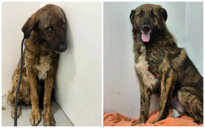 25 Remarkable Dog Rescue Transformations Shared By NIRA That Show The Power Of A Second Chance